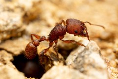 Pogonomyrmex imberbiculus