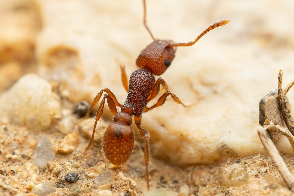 Tetramorium hispidum