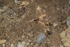 Pheidole tepicana