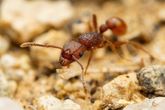 Tetramorium hispidum