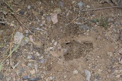 Pheidole tepicana