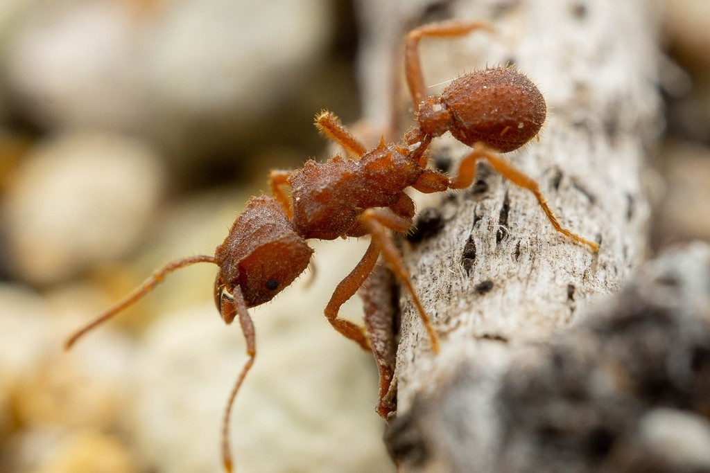 Desert Fungus-farming Ant