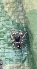 Phidippus