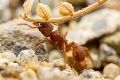 Trachymyrmex desertorum