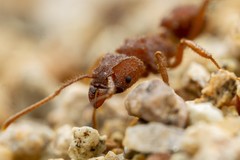 Trachymyrmex desertorum
