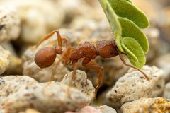 Trachymyrmex desertorum