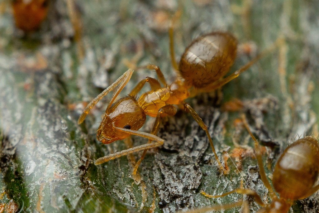 Nylanderia terricola