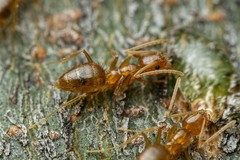 Nylanderia terricola