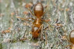 Nylanderia terricola