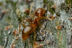 Nylanderia terricola