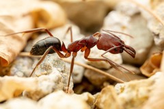 Odontomachus desertorum