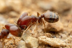 Pheidole xerophila