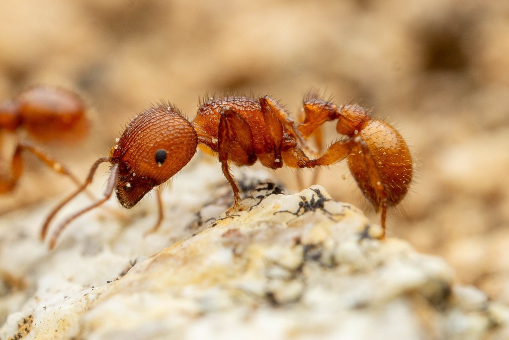 Pima Harvester Ant