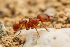 Pogonomyrmex imberbiculus