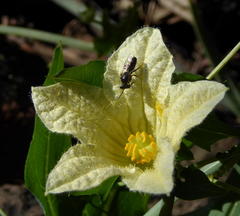 Coccinia sessilifolia image