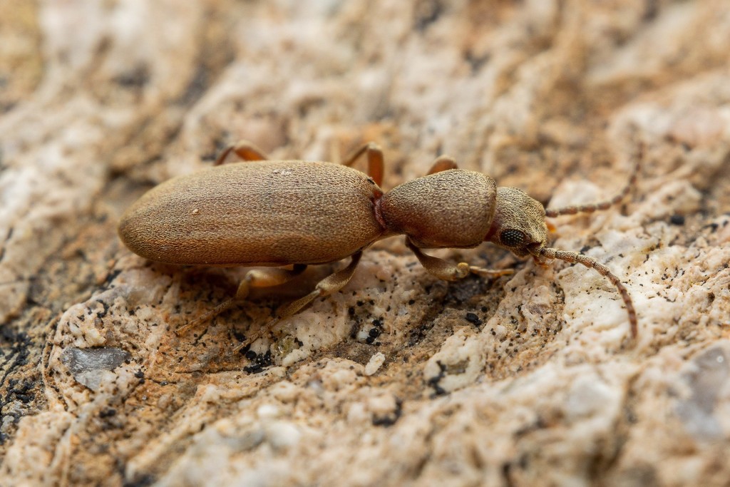 Cononotus
