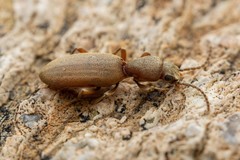 Cononotus