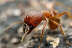 Pheidole obtusospinosa