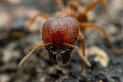Pheidole obtusospinosa