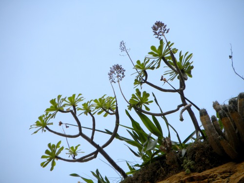 Aeonium arboreum subsp. korneliuslemsii image