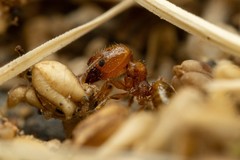Pheidole micula