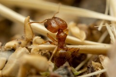 Pheidole micula