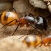 Camponotus ocreatus - Photo (c) Jake N., osa oikeuksista pidätetään (CC BY), lähettänyt Jake N.
