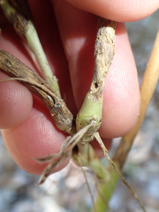 Neolasioptera lupini