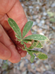 Neolasioptera lupini