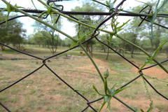 Coccinia sessilifolia var. sessilifolia image