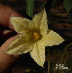 Coccinia sessilifolia image