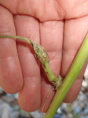 Neolasioptera lupini