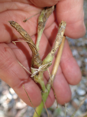 Neolasioptera lupini