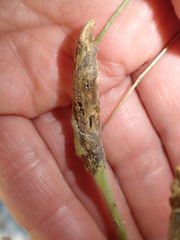 Neolasioptera lupini