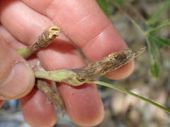 Neolasioptera lupini