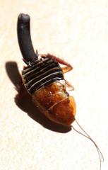 Temnopteryx phalerata