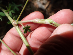 Neolasioptera lupini