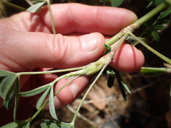 Neolasioptera lupini