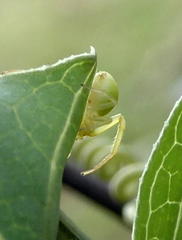 Coccinia sessilifolia image