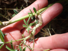 Neolasioptera lupini