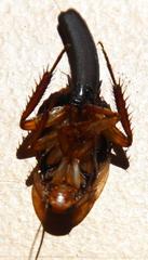Temnopteryx phalerata