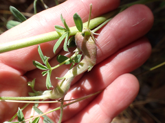 Neolasioptera lupini