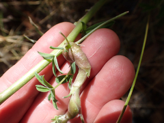 Neolasioptera lupini