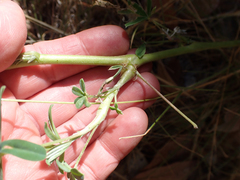 Neolasioptera lupini