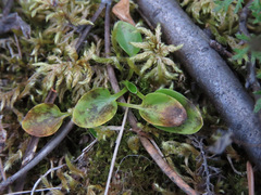 Parnassia palustris