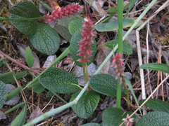 Salix reticulata