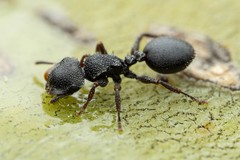 Cephalotes rohweri