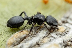 Cephalotes rohweri