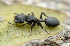 Cephalotes rohweri