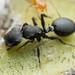 Sonoran Turtle Ant - Photo (c) Jake Nitta, some rights reserved (CC BY), uploaded by Jake Nitta